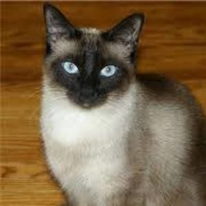 Meet your Posher, Pamela